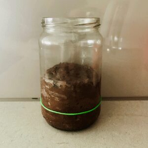 chocolate sourdough starter risen after 10 hours