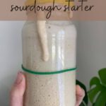 Best time to use sourdough starter - Pinterest Image