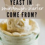 Where does the yeast in sourdough starter come from?