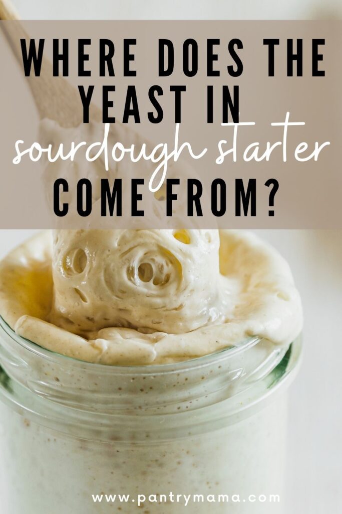 Where does the yeast in a sourdough starter come fromm?
