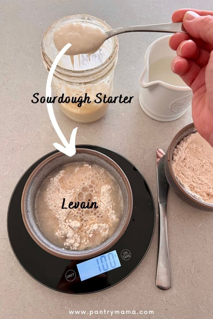 Differences between a levain and a sourdough starter - this picture shows a spoon of sourdough starter being placed into a bowl of whole wheat flour and water to create a whole wheat flour levain.