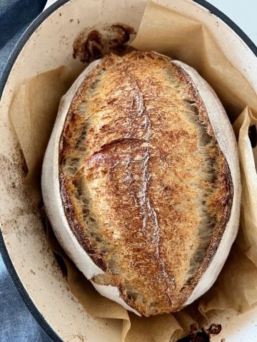 Sourdough Spelt Bread Recipe - Feature Image - There is a large loaf of sourdough spelt bread sitting in a stained enamel Dutch Oven. The loaf is well browned with a large belly and two ears. There is a denim blue dish towel sitting to the left of the loaf.